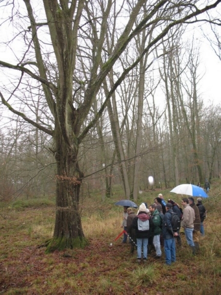 2006-12-Arbres remarquables